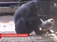 Незвична дружба: У зоопарку мавпа виховує курча (відео)