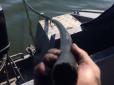 Невмируща контрабанда: На Одещині прикордонники знайшли підводний спиртопровід