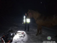 Розумніша за господаря: На Івано-Франківщині кобила врятувала хазяїна від вірної смерті (відео)
