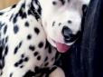 Долматинець з серцем: Кілька фото незвичайного собаки