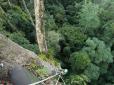 Хіти тижня. 100-метровий гігант з острова Борнео: Дослідники виявили найвище тропічне дерево світу (фото, відео)