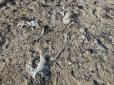 Справжня г*вень: У мережі з'явилися фотографії порожнього і дуже брудного пляжу в окупованому Криму