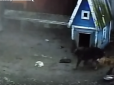 Оголошено карантин: Сутичка скаженої лисиці-вбивці з собакою під Бердянськом потрапила на відео