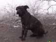 Пітбуль Капрал стане символом роти: На Донбасі дивом врятували пораненого пса, котрий п'ять років воює з захисниками України