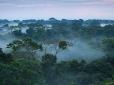 Світ перевернувся: Тропічні ліси почали отруювати атмосферу