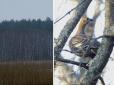 Життя перемагає: Унікальні червонокнижні птахи поселилися в Чорнобильській зоні (фотофакти)