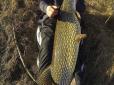 Хіти тижня. На Черкащині чоловік зловив рибу розміром з людину (фотофакт)