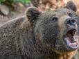 Колима - вона така..: На Росії ведмідь вирішив поласувати геологом