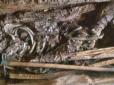Він був амазонкою: Археологи розкрили таємницю стародавнього скіфського воїна з сибірського кургану (фото)