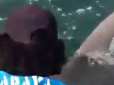 Вирвала прямо з рук: Величезна та агресивна акула-молот відібрала улов у рибалки (відео)