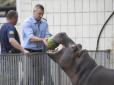 Кавуни від мера: Кличко нагодував у столичному зоопарку Хораса та Фіону (фото, відео)