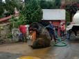 Неймовірне видовище: У Мексиці з каналізації витягли 