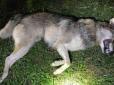 Людей просять не виходити вночі на поля: На околицях Снятина з'явилися вовки