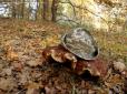 У Чорнобильській зоні знайшли гігантський гриб (фото)