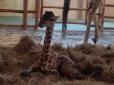 “Привіт, я до вас. Можна?”: У столичному зоопарку народилося жирафеня (фото)