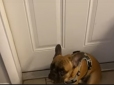 Збили з пантелику: Пес засмутився через зміну годинника - він звик гуляти о 05:30 і не розуміє, в чому проблема (відео)