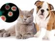Пандемія коронавірусу: Чи можуть підчепити COVID-19 коти і собаки