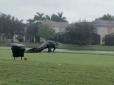 Величезний алігатор вийшов на поле для гольфу під час шторму - в мережі його прийняли за динозавра (фото, відео)