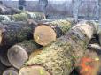 Догосподарювались: Україна почала закуповувати ліс-кругляк в Європі