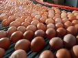 Найбільш запитуваний дієтичний білковий продукт перетворюється на делікатес: В Україні ще більше подорожчають курячі яйця
