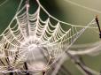 Природні нанотехнології: Чому павутина в п'ять разів міцніша за сталь, - учені