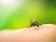 Наслідки глобального потепління: В Україні може з'явитися малярія та інші небезпечні хвороби