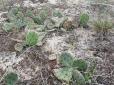 На Херсонщині в дикій природі виявили кактуси. За прогнозами, незабаром колючі хащі можуть заполонити Україну