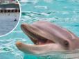 В Одесі на пляжі дельфіни плавали за метр від людей: У мережі показали відео дивовижного видовища
