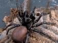 Допоможуть... павуки: Австралійські вчені знайшли чудодійні ліки при інсульті (відео)