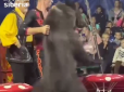 У Росії розлючений ведмідь тричі напав на дресирувальників у цирку, але вони не зупинили шоу (відео)