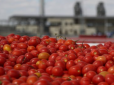 Людям роздати пошкодували: Українські фермери масово залишають на полях урожай цьогорічних помідорів (відео)