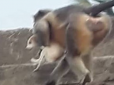 Планета мавп: В Індії примати оголосили війну мешканцям села, вже вбили сотні собак, б'ють дітей та нападають на дорослих. Викликані війська не зарадили