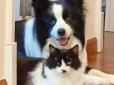 Милота дня: Собака та кіт виглядають так, ніби народилися близнюками (відео)