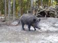 Жодна свиня не заслуговує на подібну образу: У Німеччині перейменували кабана на ім'я Путін (фото)