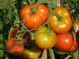 Городникам на замітку: Як виростити великий урожай томатів - поради практиків