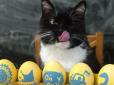 Фани були вражені моделлю: Кіт Бандера з Прикарпаття сфотографувався з патріотичними великодніми яйцями