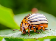 Як позбутися від шкідників в городі: ТОП-5 небезпечних комах і боротьба з ними