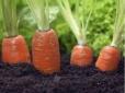Городникам на замітку! Перестаньте поливати моркву - вона виросте великою та солодкою