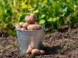 ТОП-4 правила при вирощуванні картоплі на одному місці: Про що забувають городники