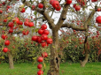 Дачникам на замітку: Як збільшити врожайність улюбленої яблуні чи вишні за допомогою харчової солі