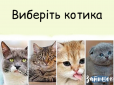Кіт, якого ви виберете, розповість дещо цікаве про ваше внутрішнє 