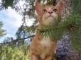 Два тижні сам на ялині 23 м заввишки: Альпініст врятував переляканого кота, який застряг на дереві (відео)