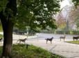 Поводяться куди краще, ніж росіяни: Безпритульні собаки у Краматорську стояли в черзі, щоб поїсти  (фото)