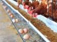 Нарешті обнадійлива тенденція: Мінагрополітики фіксує зниження оптових цін на курячі яйця