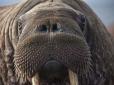 У Британії великий морж-мандрівник зіпсував Новий рік любителям салютів (відео)