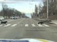 Приклад для деяких людей: У Києві помітили собак, які переходили дорогу, дотримуючись ПДР (відео)