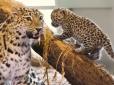 Як дядя Сірожа намагався вкрасти леопардів для ЗСУ в... зоопарку: Актор 