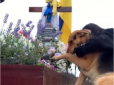 Костянтин Грубич довів до сліз щемливим відео, як пес прощається із загиблим на війні господарем