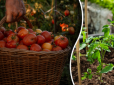 Їх шукають всі городники: ТОП-5 найбільш врожайних сортів томатів, які захоплюють своїм смаком
