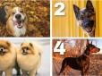 Психологічний тест: Виберіть собаку на  картинці -  і дізнаєтеся, як ви будуєте дружні стосунки